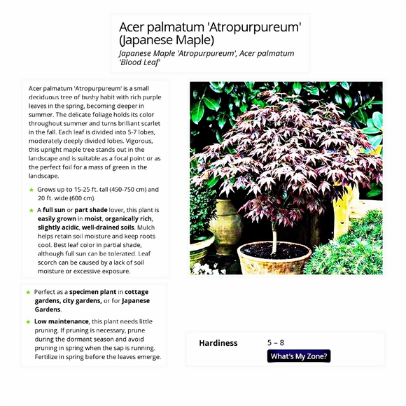 30 Japanese Red Maple Tree Seeds - Picture 3 of 4